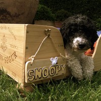 Hundebett aus Weinkiste selber machen (für kleine Hunde)