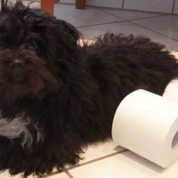 Bilder zu Toilettenpapier schnüffler